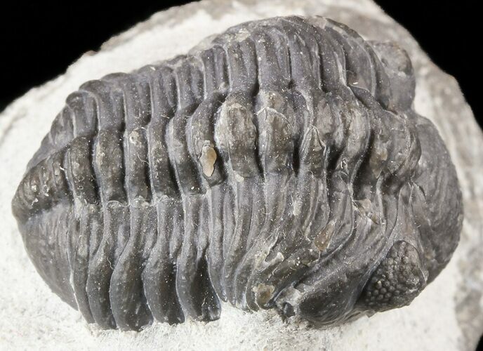 Bargain, Morocops Trilobite Fossil #52955